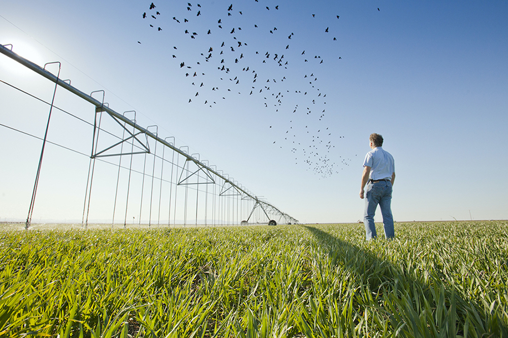 Man stands in a field being irrigated looking up at flock of birds