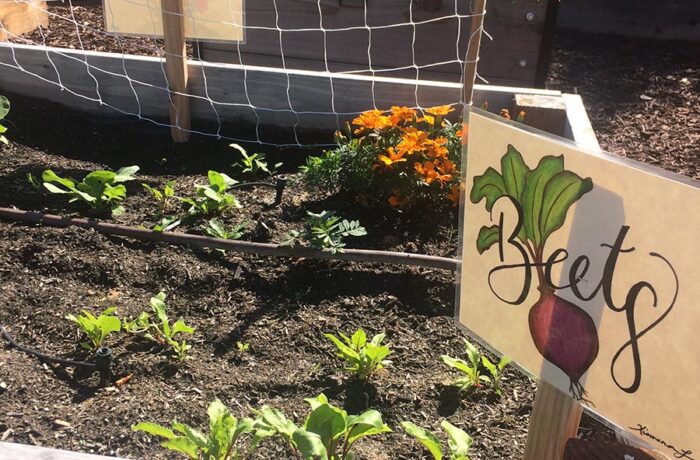 Beets growing in a small garden on campus