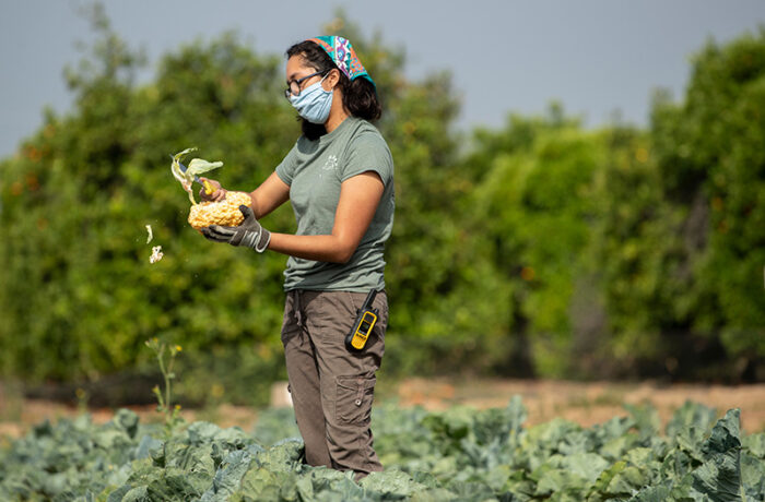 Woman in mask harvesting cauliflower in a garden at UC Riverside