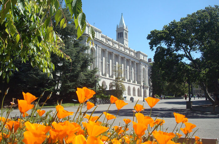 Orange poppies blooming in front of Wheeler Hall at UC Berkeley