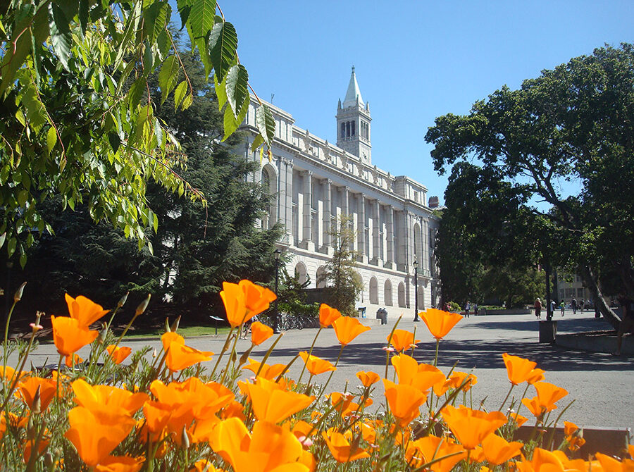 Orange poppies blooming in front of Wheeler Hall at UC Berkeley