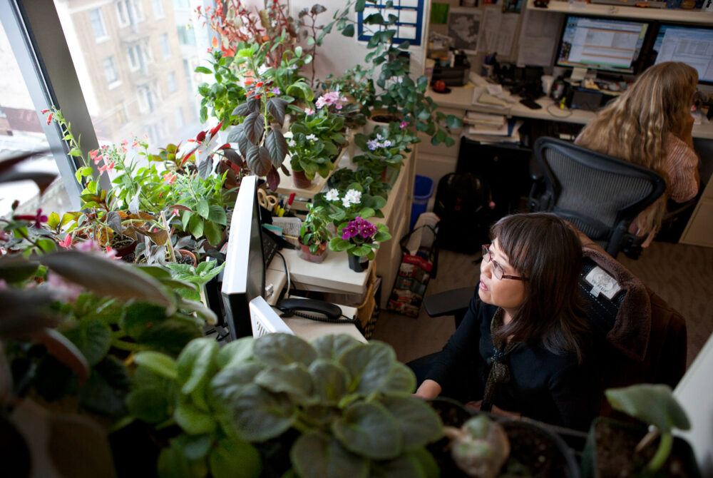 University of California Office of the President employee working in an office surrounded by plants