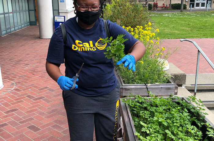 Student working in a garden on campus