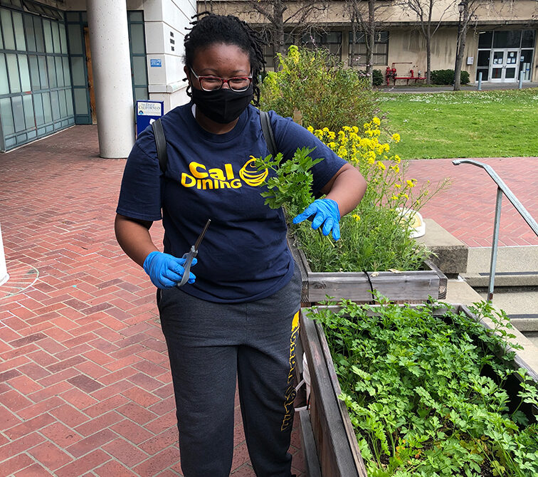 Student working in a garden on campus