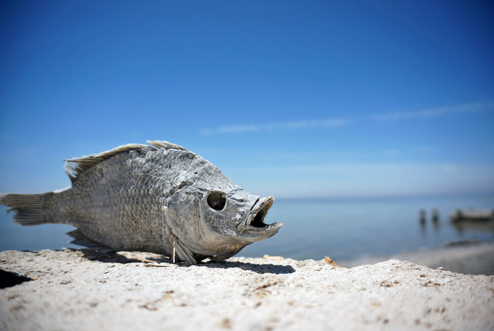 Dried up fish laying on the shore of Salton Sea