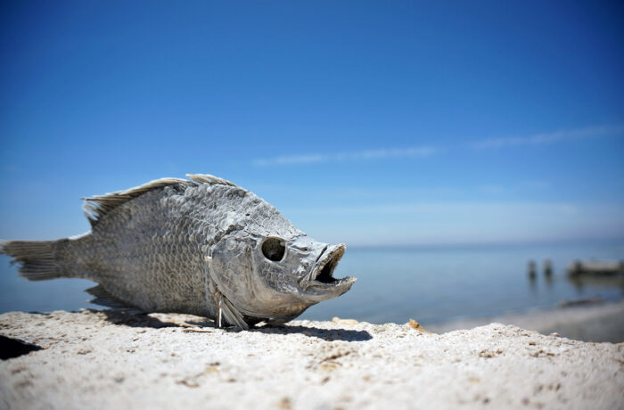 Dried up fish laying on the shore of Salton Sea