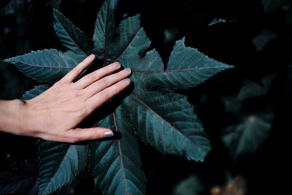 Person's hand touching a plant