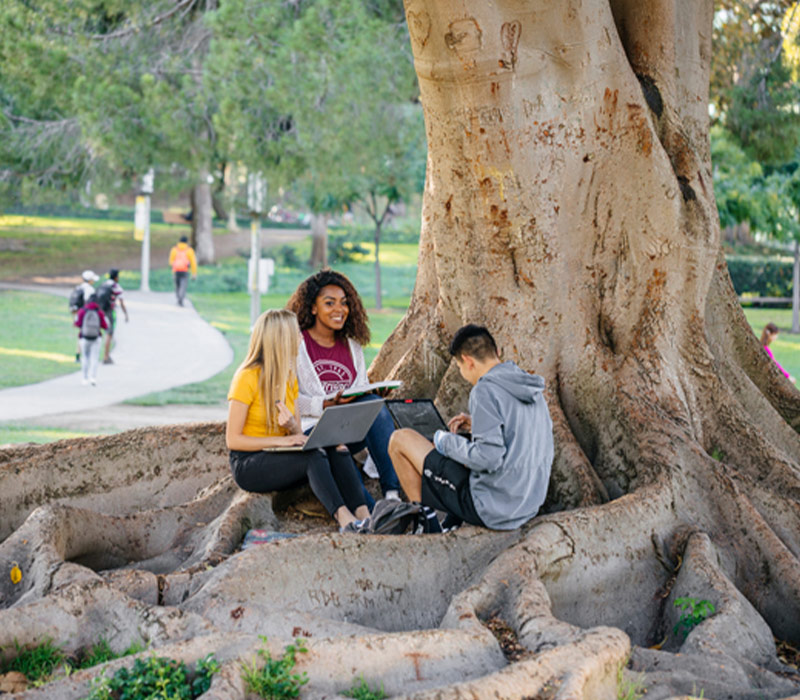 Students study under a tree at the UC Irvine campus