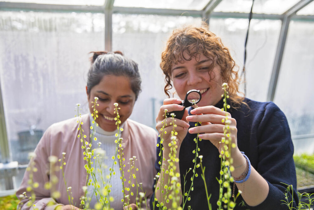 Two student researchers examining plants at greenhouse