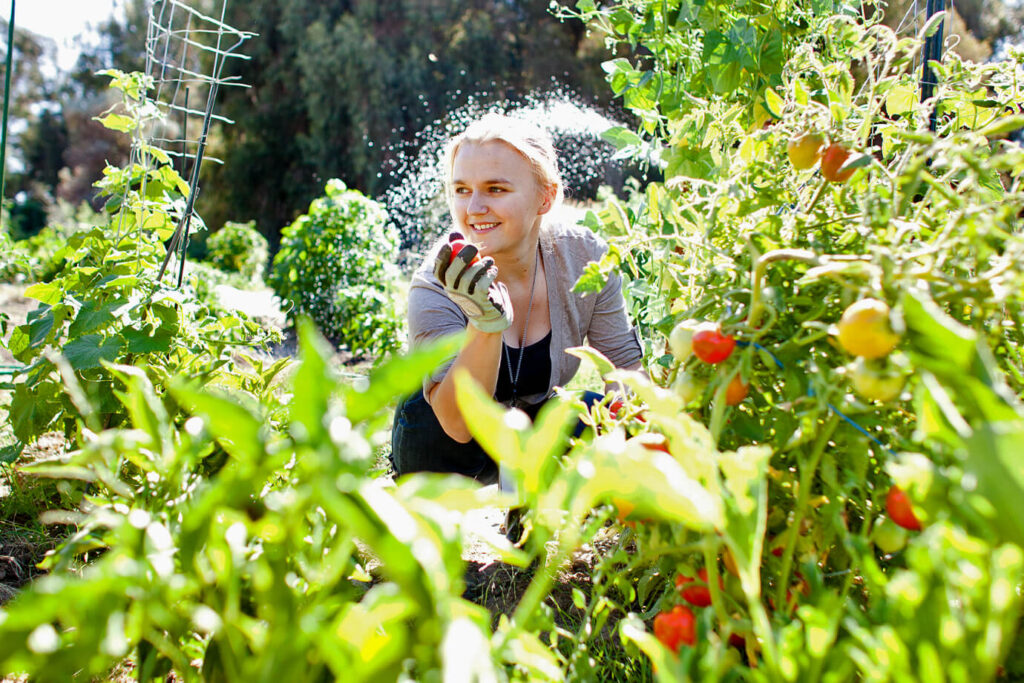 Young woman in tomato garden surrounded by plants