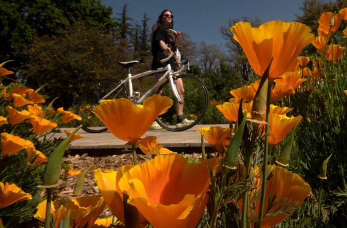 A cyclist walking on a platform in a natural scene with flowers