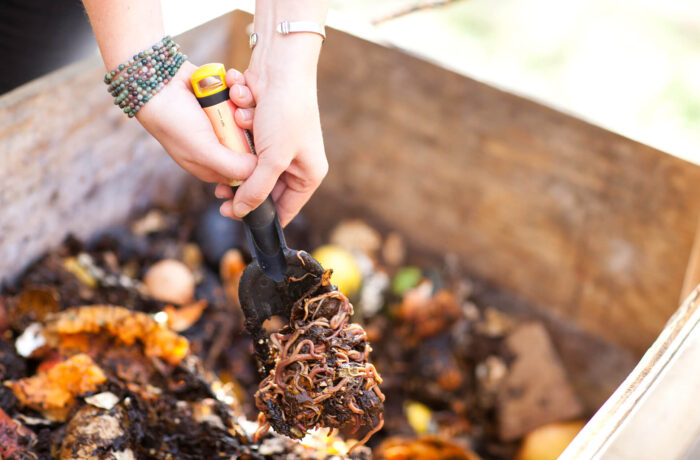 Shovel in pile of compost full of worms