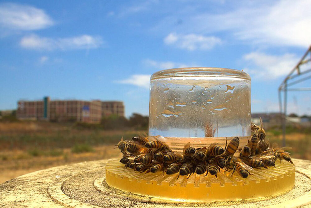 Pollinator research conducted by Professor James Nieh