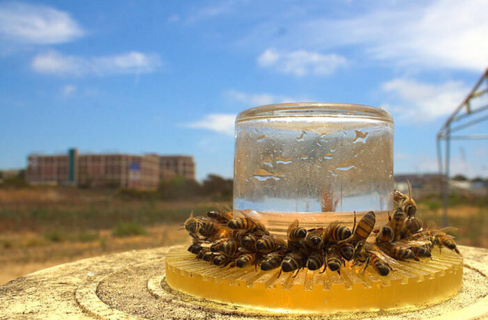 Pollinator research conducted by Professor James Nieh